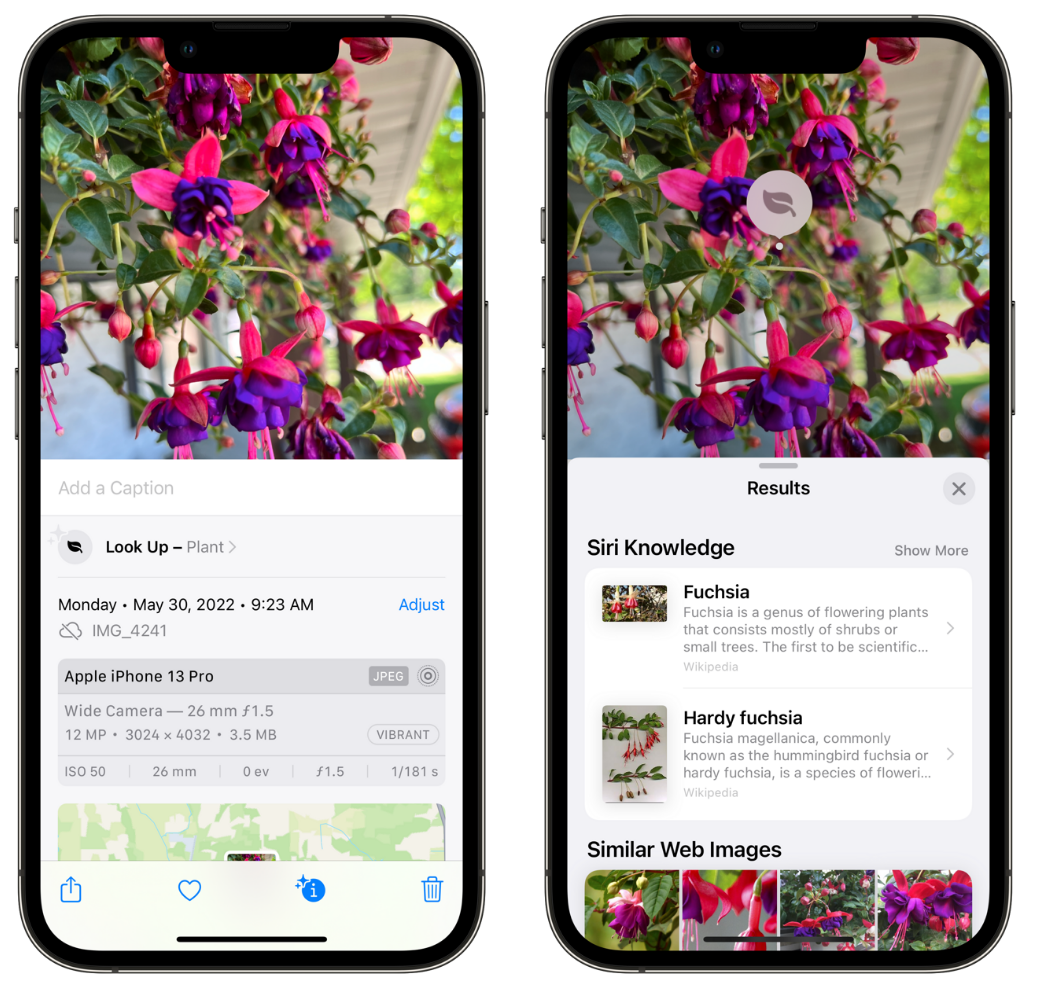 焦作苹果手机维修分享小技巧：使用 iPhone 相机识别花卉植物 